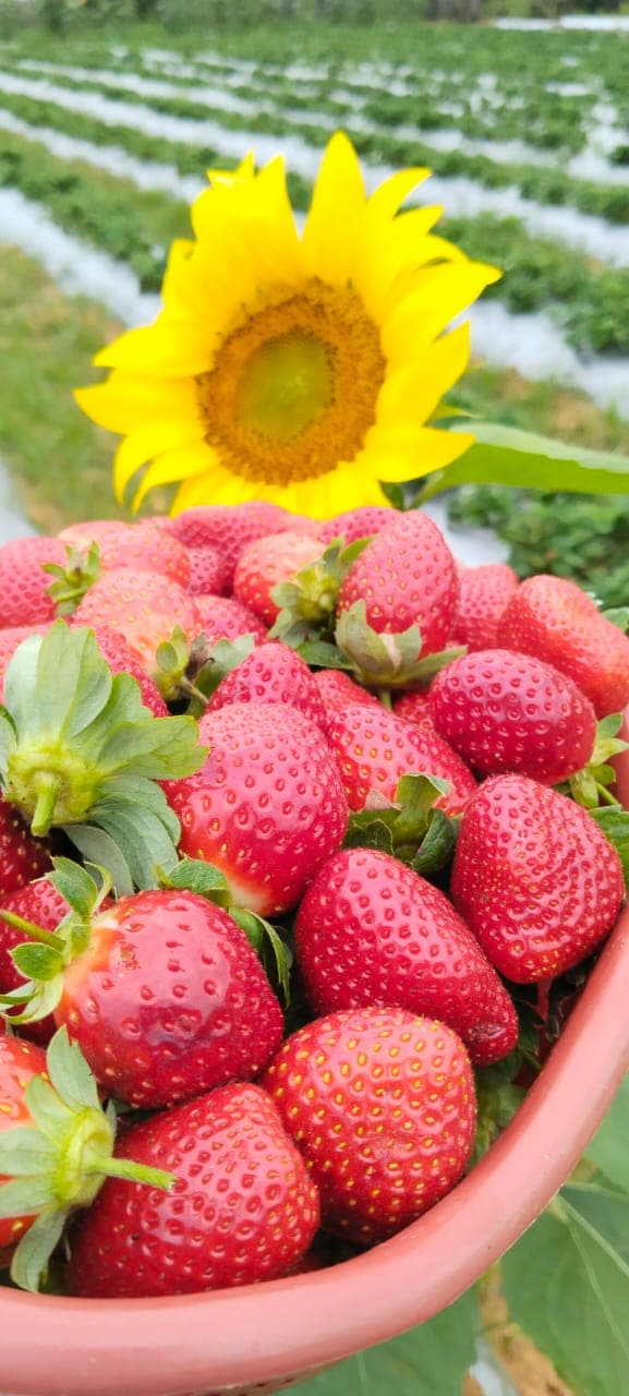 Fresh strawberry harvest