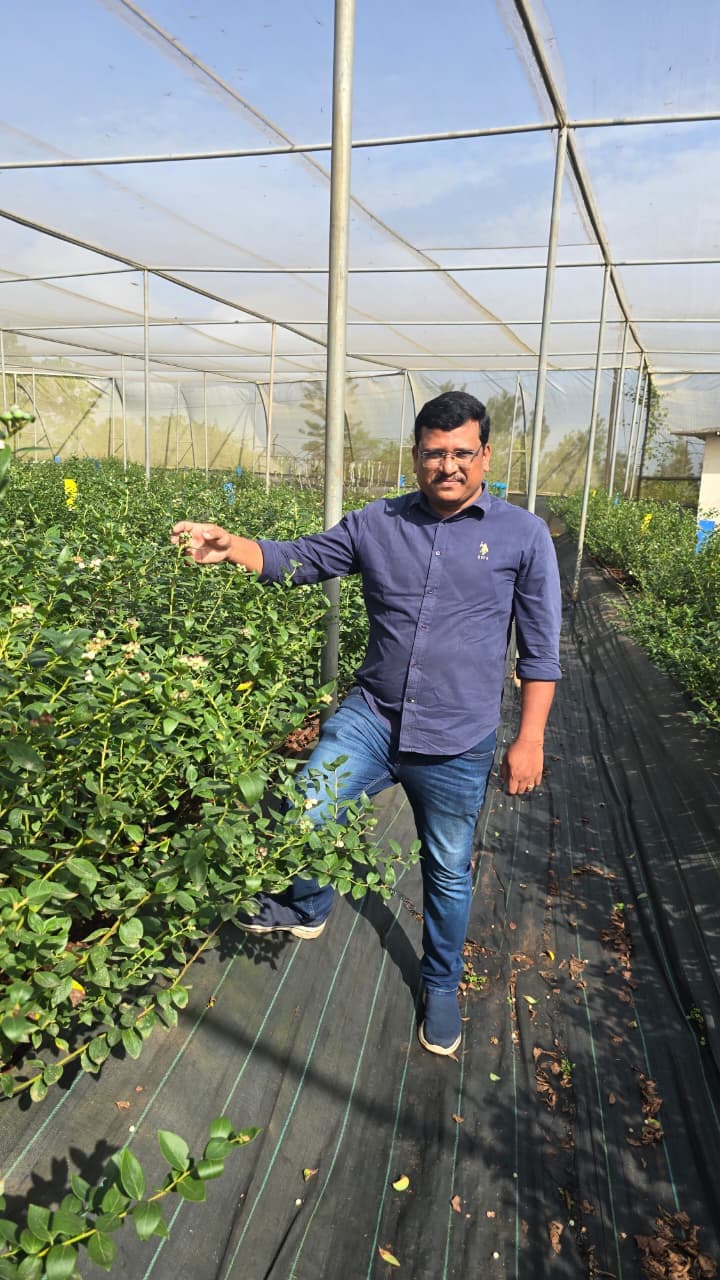 Mahesh women with his blueberry crop